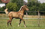 galoppierendes Rocky Mountain Horse Fohlen