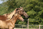 Rocky Mountain Horses