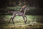 Rocky Mountain Horse Fohlen