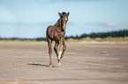 Rocky Mountain Horse Fohlen