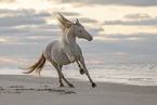 Rocky Mountain Horse am Strand