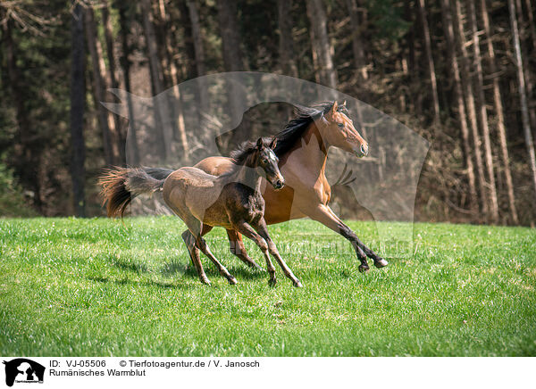 Rumnisches Warmblut / Romanian Warmblood / VJ-05506