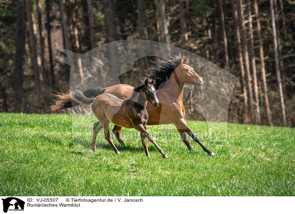 Rumnisches Warmblut / Romanian Warmblood / VJ-05507