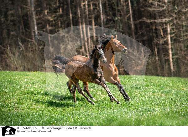 Rumnisches Warmblut / VJ-05509