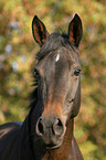 Russisches Vollblut Portrait