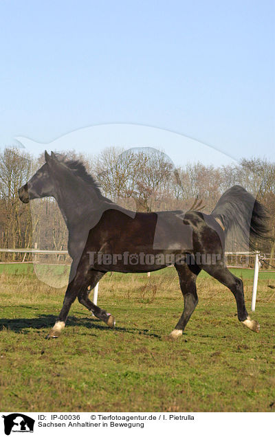 Sachsen Anhaltiner in Bewegung / horse in action / IP-00036