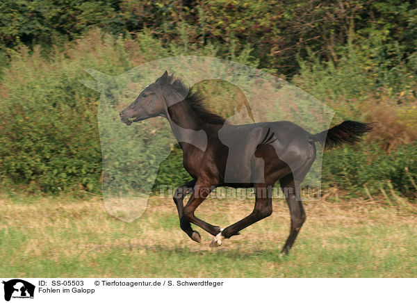 Fohlen im Galopp / SS-05503