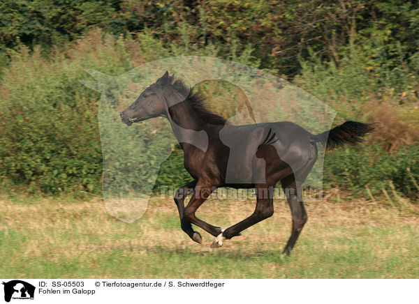 Fohlen im Galopp / SS-05503