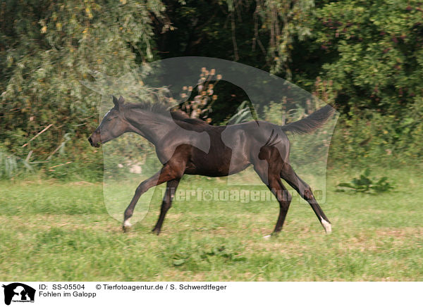 Fohlen im Galopp / SS-05504