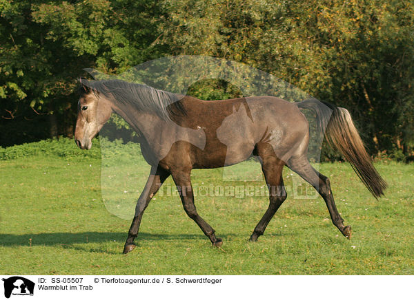 Warmblut im Trab / trotting warmblood / SS-05507