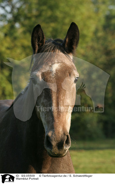 Warmblut Portrait / SS-05509