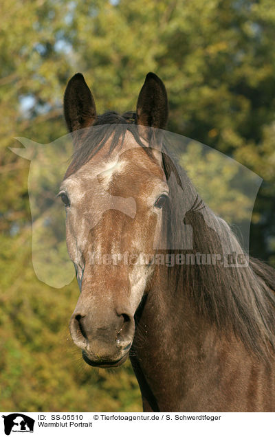 Warmblut Portrait / horse portrait / SS-05510