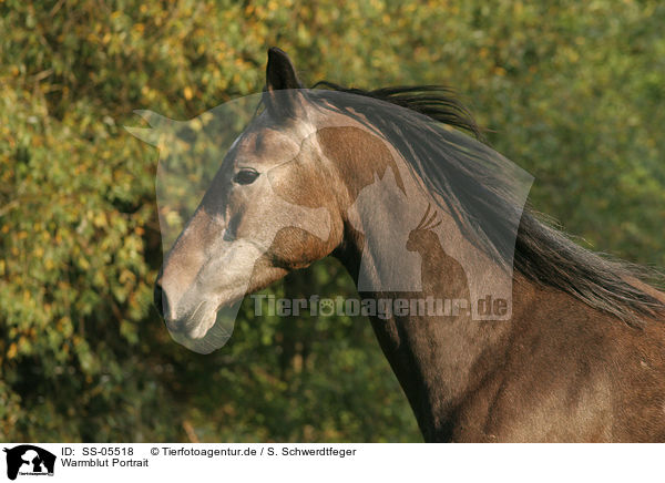 Warmblut Portrait / horse portrait / SS-05518
