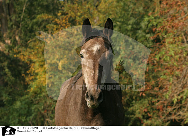 Warmblut Portrait / SS-05520