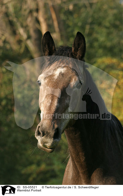 Warmblut Portrait / horse portrait / SS-05521