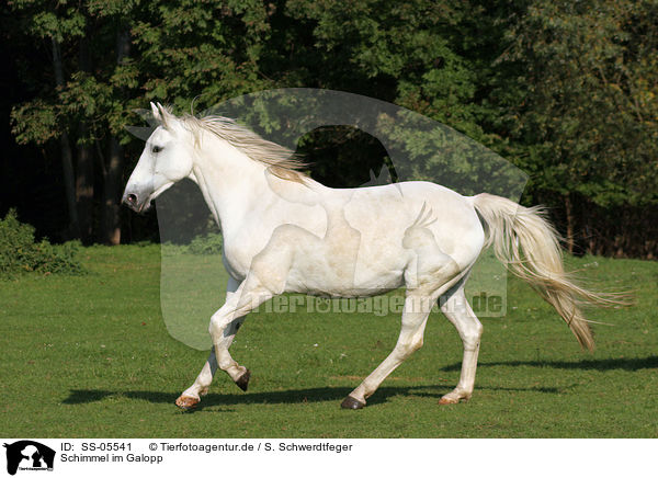 Schimmel im Galopp / SS-05541