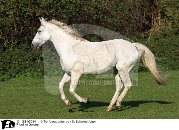 Pferd im Galopp / running grey horse / SS-05544