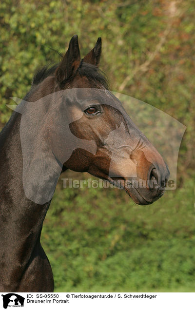 Brauner im Portrait / SS-05550