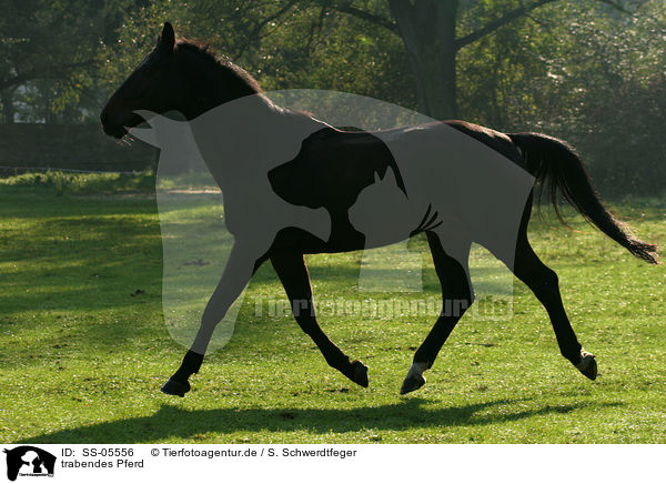 trabendes Pferd / trotting horse / SS-05556