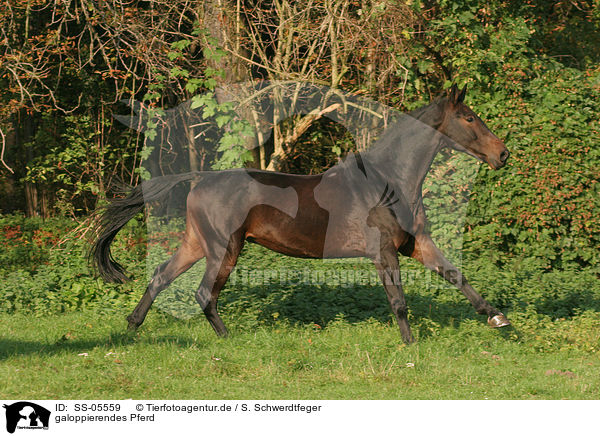 galoppierendes Pferd / SS-05559