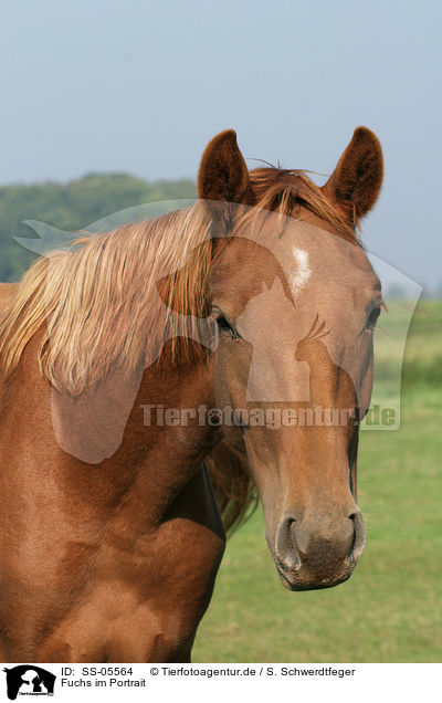 Fuchs im Portrait / SS-05564