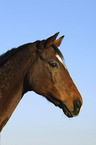 Sachsen Anhaltiner Portrait