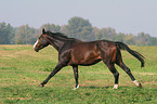 galoppierendes Warmblut