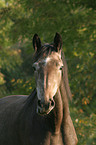 Warmblut Portrait