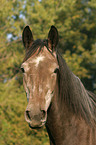 Warmblut Portrait