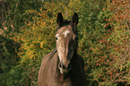 Warmblut Portrait