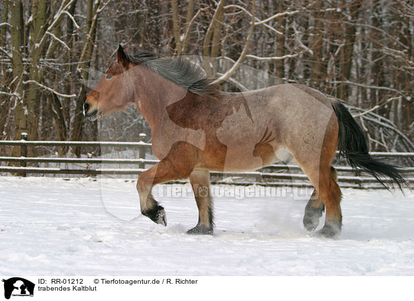 trabendes Kaltblut / big horse / RR-01212