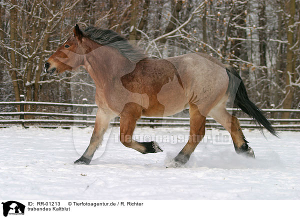 trabendes Kaltblut / big horse / RR-01213