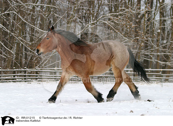 trabendes Kaltblut / big horse / RR-01215