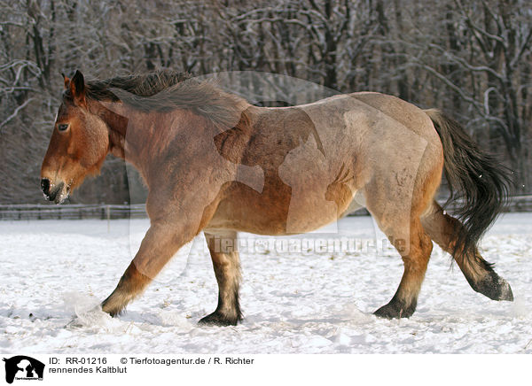 rennendes Kaltblut / running big horse / RR-01216