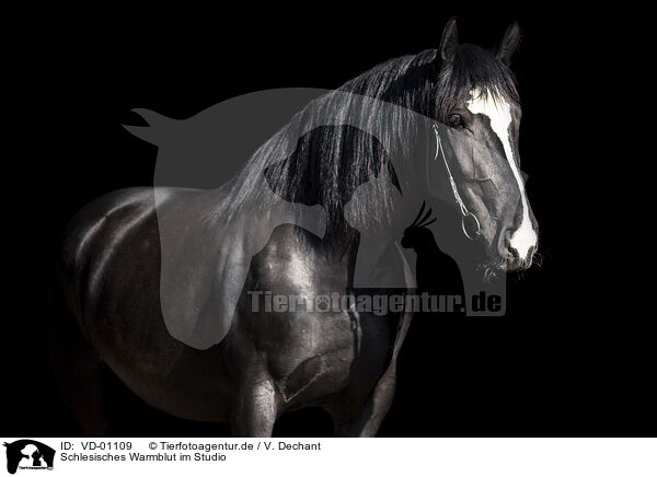 Schlesisches Warmblut im Studio / VD-01109