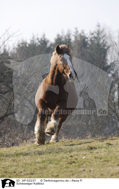 Schleswiger Kaltblut / big horse / AP-02237