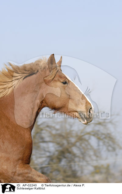 Schleswiger Kaltblut / big horse / AP-02240