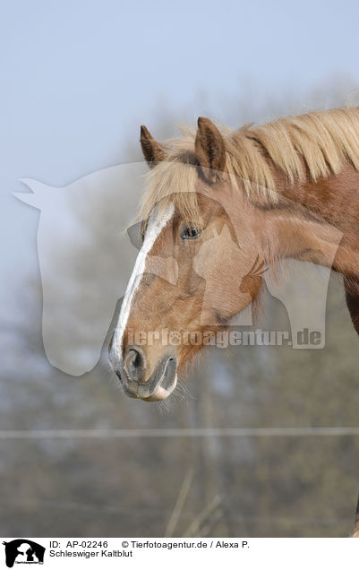 Schleswiger Kaltblut / big horse / AP-02246