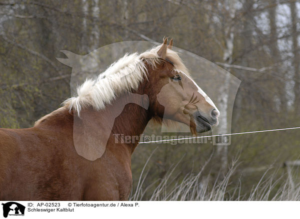 Schleswiger Kaltblut / big horse / AP-02523