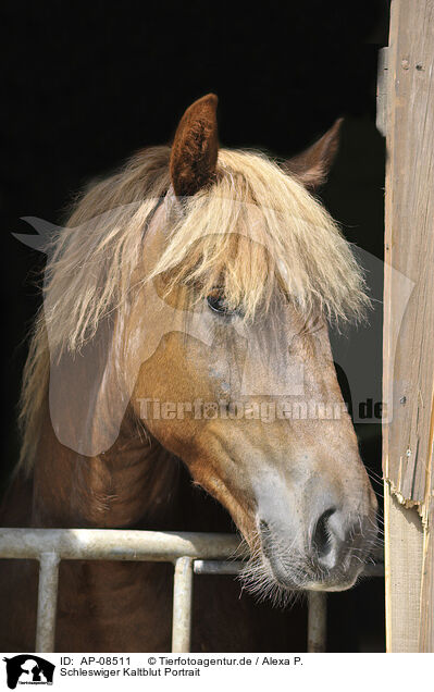 Schleswiger Kaltblut Portrait / AP-08511