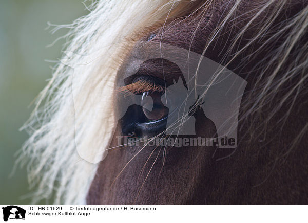 Schleswiger Kaltblut Auge / coldblood eye / HB-01629