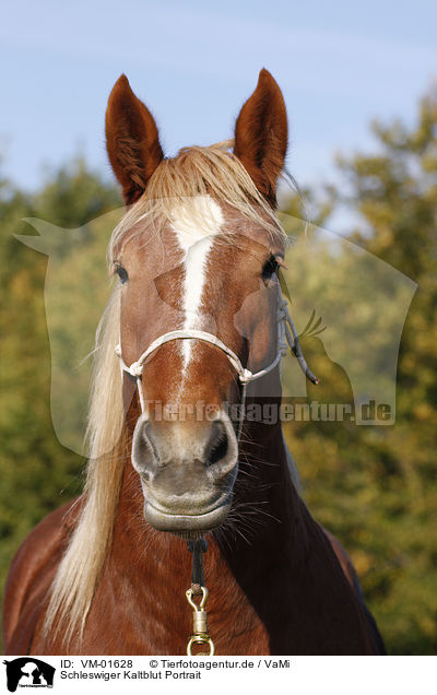 Schleswiger Kaltblut Portrait / coldblood portrait / VM-01628