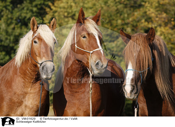 Schleswiger Kaltblter / coldbloods / VM-01629