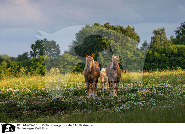 Schleswiger Kaltblter / Schleswig Horses / AM-05415