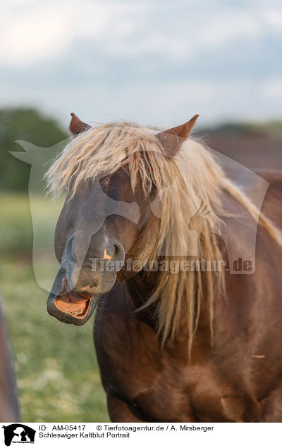 Schleswiger Kaltblut Portrait / AM-05417