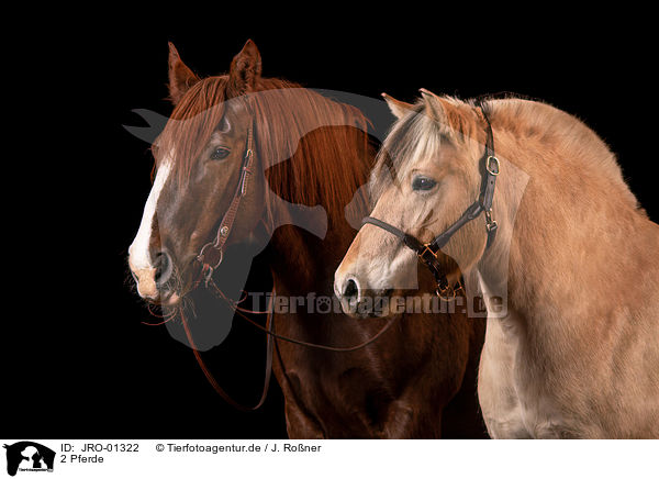 2 Pferde / 2 horses / JRO-01322