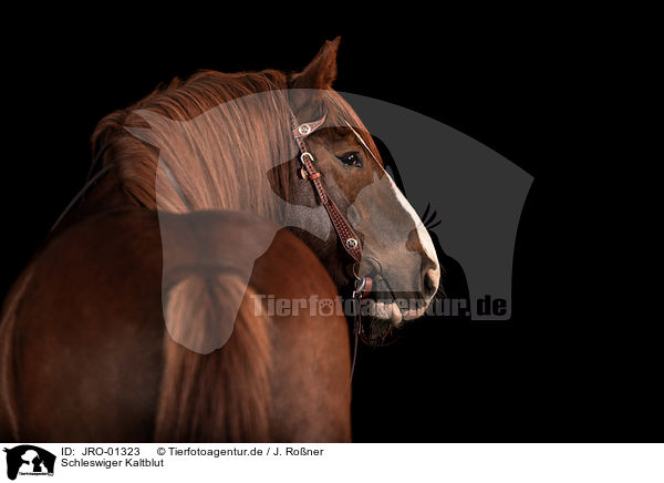 Schleswiger Kaltblut / Schleswig Horse / JRO-01323
