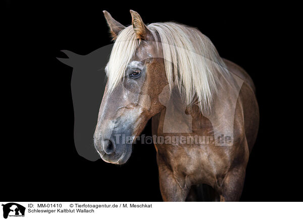 Schleswiger Kaltblut Wallach / Schleswig Horse gelding / MM-01410