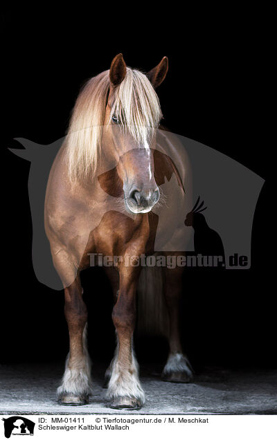 Schleswiger Kaltblut Wallach / Schleswig Horse gelding / MM-01411