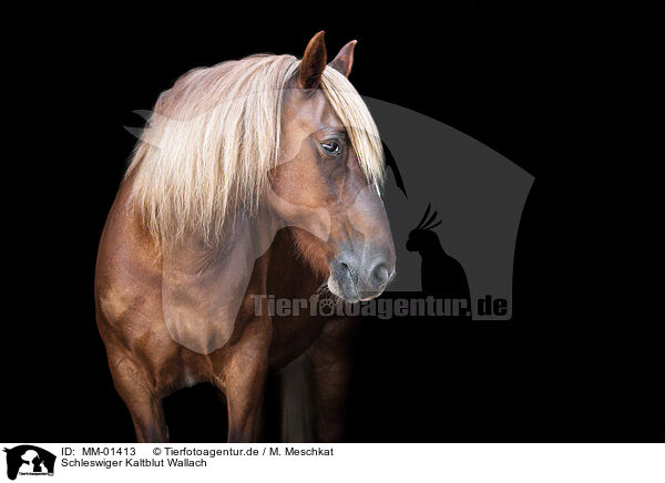 Schleswiger Kaltblut Wallach / Schleswig Horse gelding / MM-01413